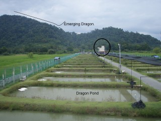 Where is the Emerging Dragon Where is the Emerging Dragon? the circled building is the main office. The picture was taken from another building. What is the fneg shui significance? Pay attention to the fencing.....why?