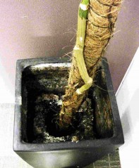 Look at the soil. This is the consequence of Grand Duke/Anti Grand Duke Attack 2012. The staff sit in AntiGrand Duke/Anti Grand Duke is sick constantly thru year 2012 Look at the soil. This is the consequence of Grand Duke/Anti Grand Duke Attack 2012. The staff sit in AntiGrand Duke/Anti Grand Duke is sick constantly thru year 2012